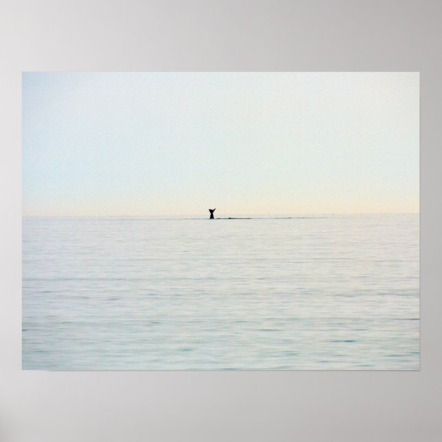 Cabo Cod Whale Tail Poster (Frente)