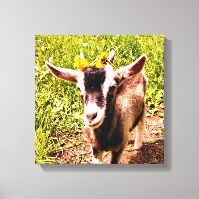 Cabra de bebê com flores - Impressão de Canvas (Frente)
