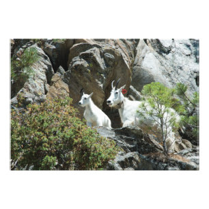 Cabra de montanha e miúdo - fotografia dos animai