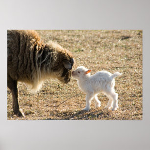 Cabra e seu impressão do bebê