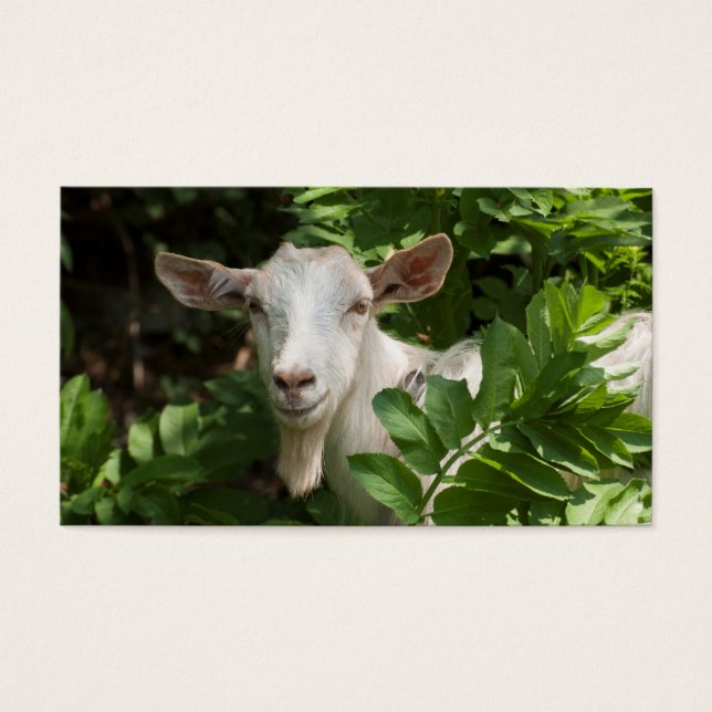 Cabra olhando a câmera (Frente)