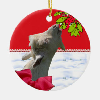 Cabra que come enfeites de natal do visco