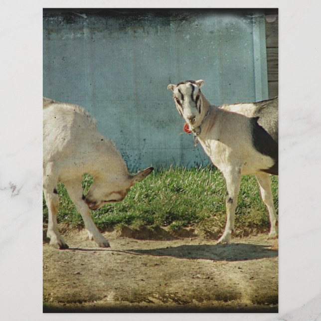 Cabras leiteiras (Frente)