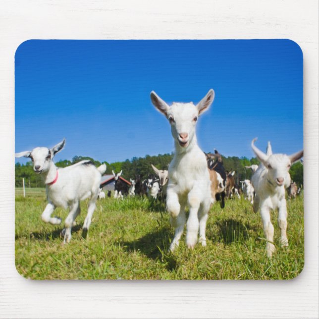 Cabras Mousepad do bebê (Frente)