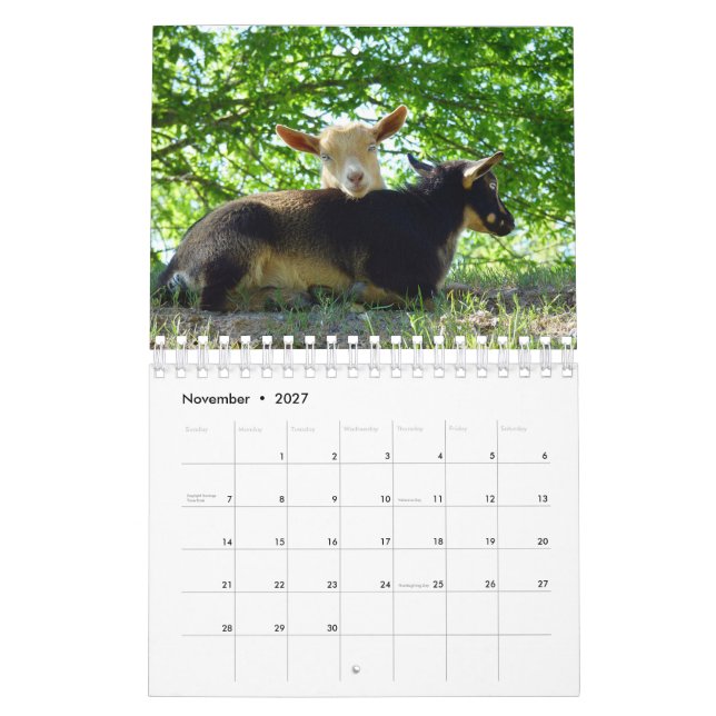 Cabras no calendário da fazenda da grama KNS (Nov 2027)