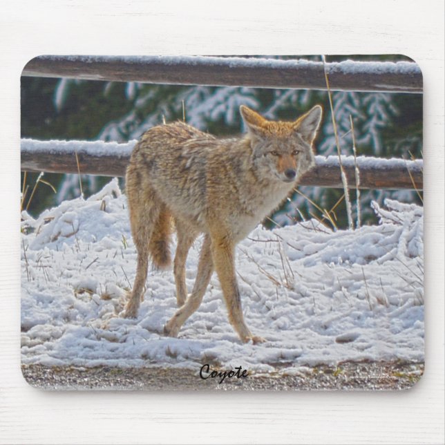 Caça a Coyote na Neve #Gift Mousepad (Frente)