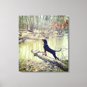 Caça-casulos na canvas do rio