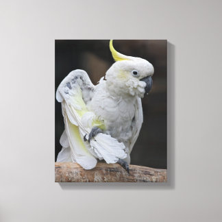 Cacatua se Arrepiando Impressão em Tela
