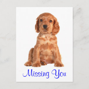 Cachorrinho Cocker Spaniel Cartão Postal Saudades