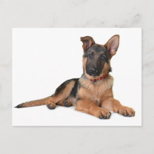 Cachorrinho Pastor Alemão Cartão Postal em Branco
