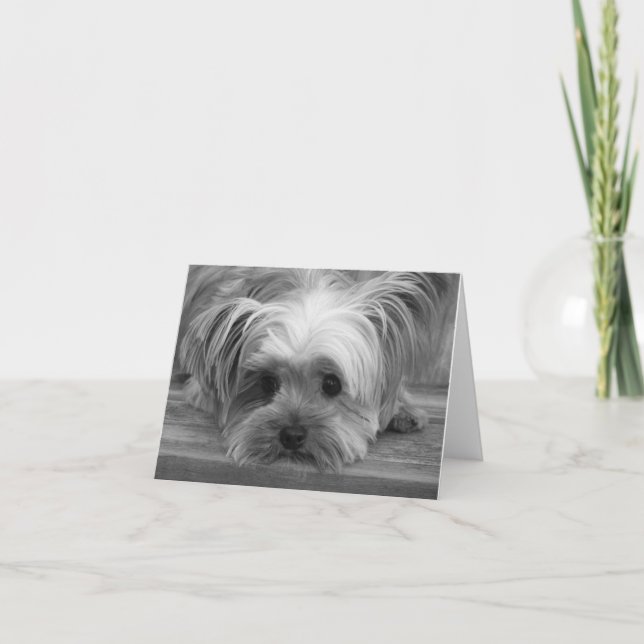 Cachorrinho Yorkshire Terrier Amor Cartão em Branc (Frente)