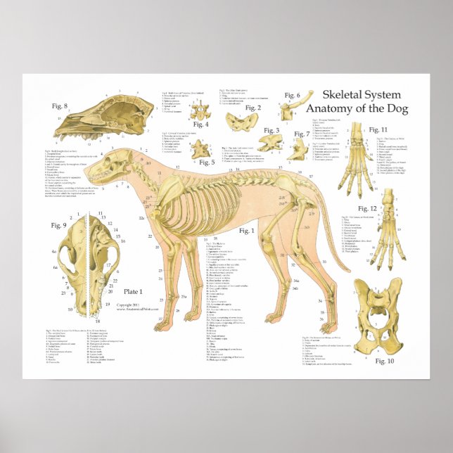 Cachorro Anatomia esquelética Poster de 18" X 24" (Frente)