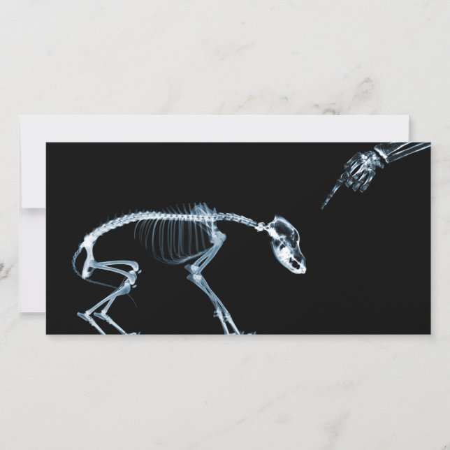 Cachorro Azul de Skeletons de Raios X (Frente)