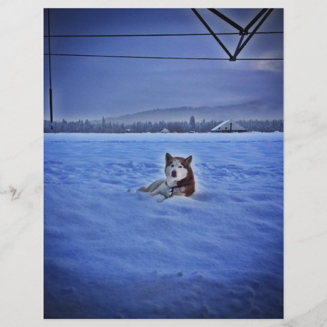 cachorro bonitinho na neve (Frente)