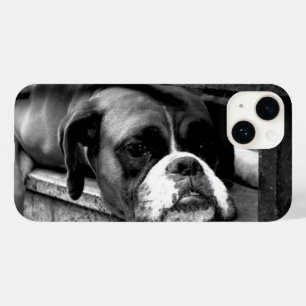 Cachorro-Boxer no iphcnm do Windows