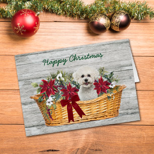 Cachorro Branca da Fome Bichon no Cartão de Natal