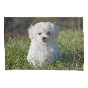 Cachorro branco branco liso Maltês Cachorro