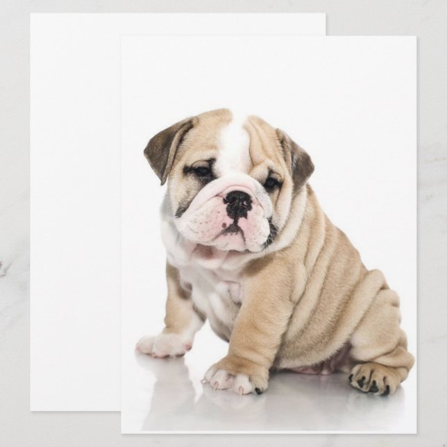 Cachorro Cachorro (Frente/Verso)