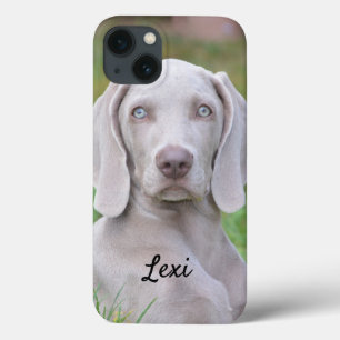 Cachorro-Cachorro Personalizado do Weimaraner