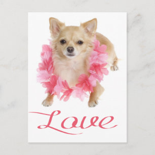 Cachorro Chihuahua de Cabelo Longo Cartão Postal