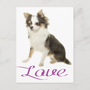 Cachorro Chihuahua de Cabelo Longo Cartão Postal