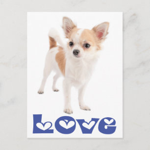 Cachorro Chihuahua de Cabelo Longo Cartão Postal