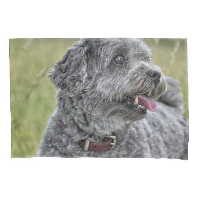 Cachorro Cortado Terrier (Frente)