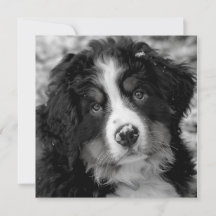 Cachorro da Montanha Bernese