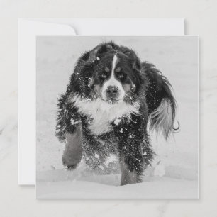 Cachorro da Montanha Bernese