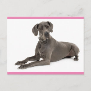 Cachorro da raça Great Dane Filhote Cartão Postal 