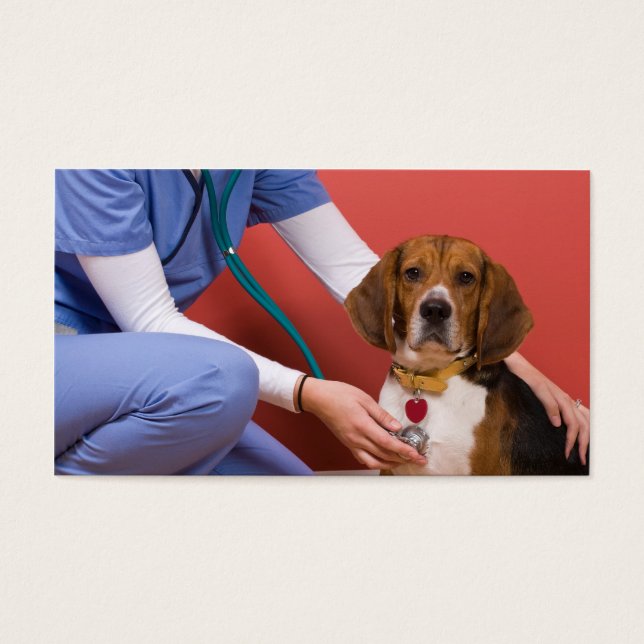 Cachorro de Beagle Cute a Receber um Checkup Veter (Frente)