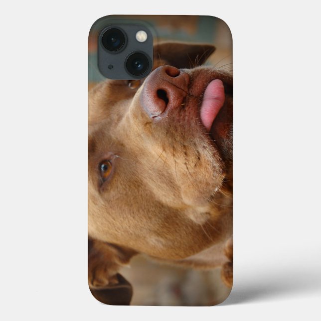 Cachorro de chocolate bonito (Verso)
