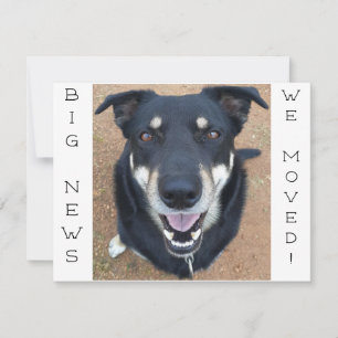 Cachorro FELIZ! Cartão Postal