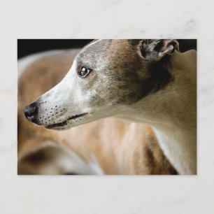 Cachorro Galgo Cartão Postal
