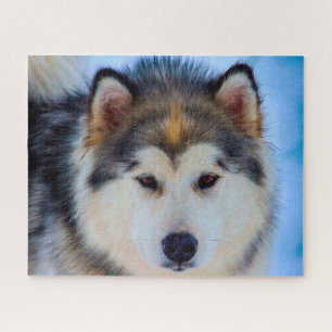Cachorro Husky do Alasca. Quebra-cabeça