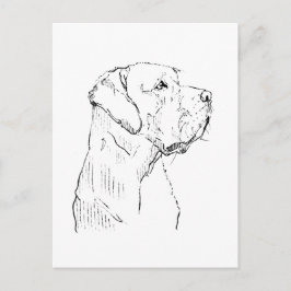 Cachorro Labrador Retriever Calmo  Cartão Postal