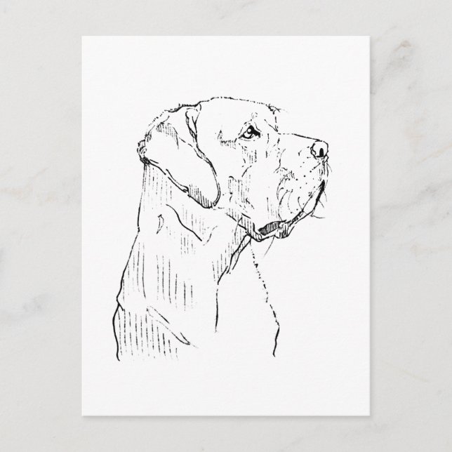 Cachorro Labrador Retriever Calmo  Cartão Postal (Frente)