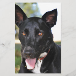 Cachorro lindo com olhos cor de mel
