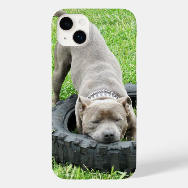 Cachorro Macho Jovem Staffy Brincando Com Seu Pneu (Verso)