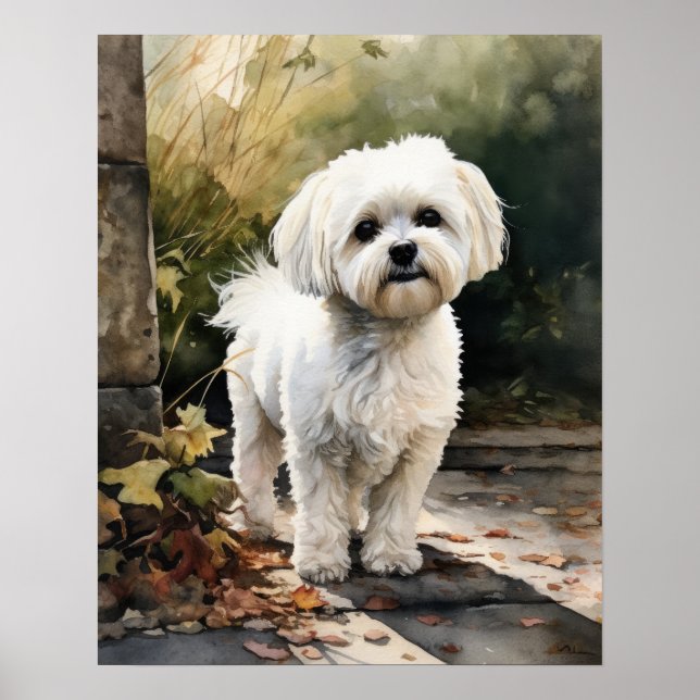 Cachorro Maltês Impressão Poster (Frente)