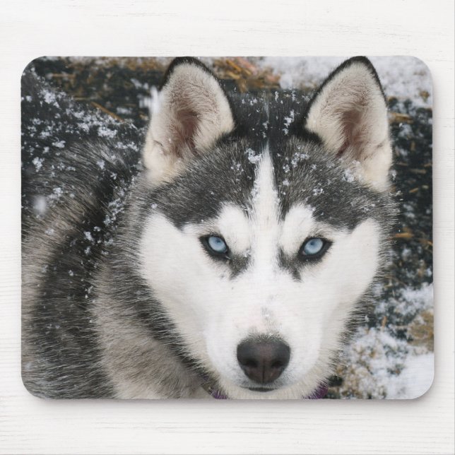 Cachorro-peludo siberiano em Snow Mousepad (Frente)