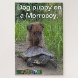 Cachorro quebra-cabeça num Morrocoy.