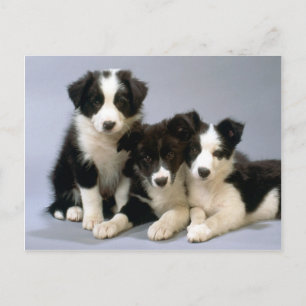 Cachorro querido, Cartões De Fotografias De Puppy