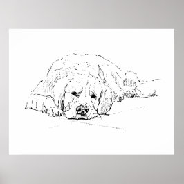 Cachorro Retriever Dourado Dormindo, Impressão de