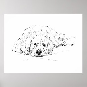 Cachorro Retriever Dourado Dormindo, Impressão de