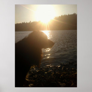 Cachorro Silhueta no pôr do sol Poster