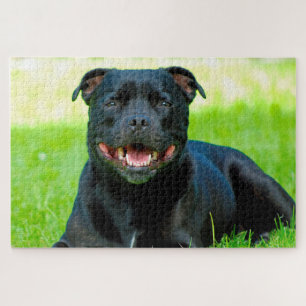 Cachorro Staffordshire Bull Terrier. Quebra-cabeça