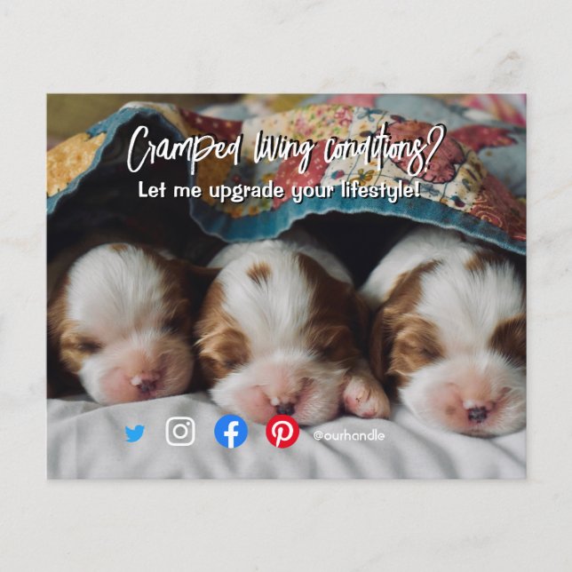 cachorro vivo com cartão postal (Frente)