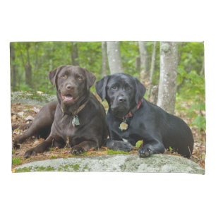 Cachorros Cortados Lab de Chocolate Preto Labrador