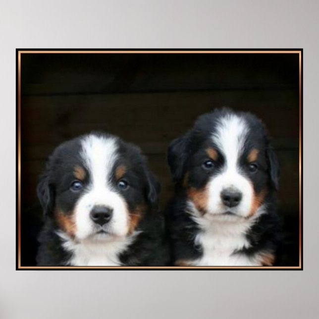 Cachorros de montanha Bernese poster (Frente)